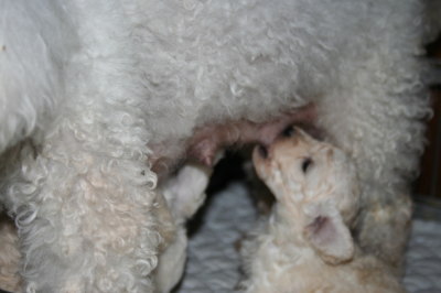トイプードルホワイト(白色)の子犬オスメス、生後3週間画像