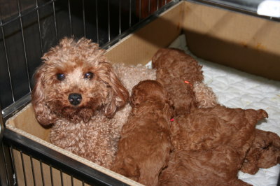 トイプードルレッドの子犬オス2頭メス3頭、生後4週間画像
