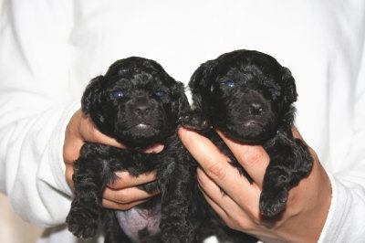 トイプードルシルバー(グレー)の子犬オス2頭、生後2週間画像