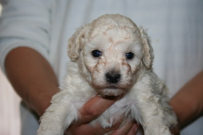 トイプードルホワイト(白色)の子犬オス、生後4週画像