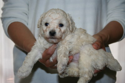 トイプードルホワイト(白色)の子犬オス、生後4週画像