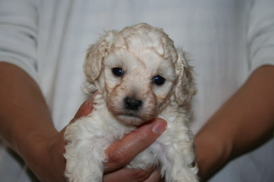 トイプードルホワイト(白色)の子犬メス、生後4週画像