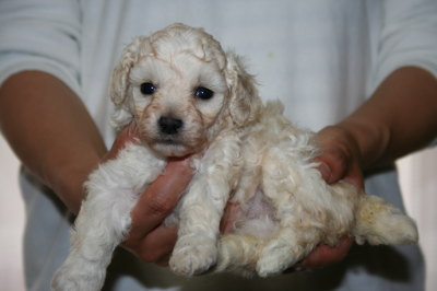 トイプードルホワイト(白色)の子犬メス、生後4週画像