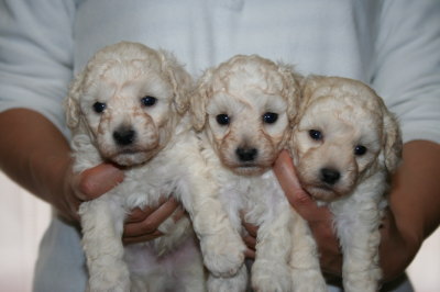 トイプードルホワイト(白色)の子犬オス1頭メス2頭、生後4週画像