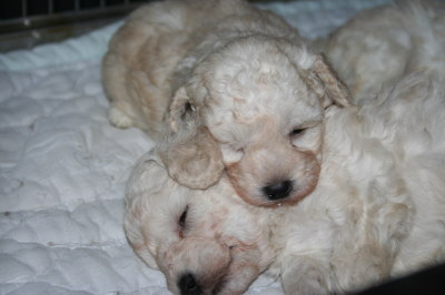 トイプードルホワイト(白色)の子犬オス1頭メス2頭、生後4週画像
