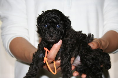 トイプードルシルバー(グレー)の子犬メス、生後4週間画像