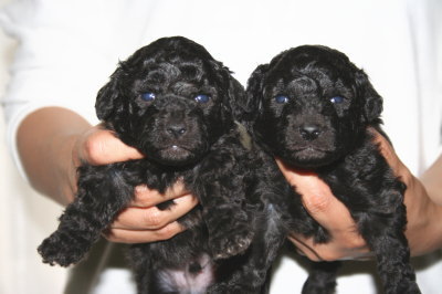 トイプードルシルバー(グレー)の子犬オス2頭、生後3週間画像