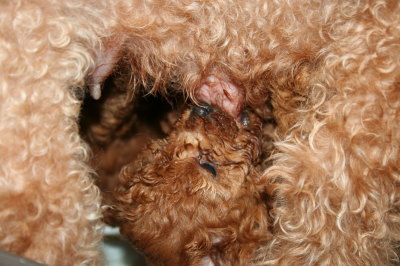 トイプードルレッドの子犬、生後1ヶ月過ぎ画像
