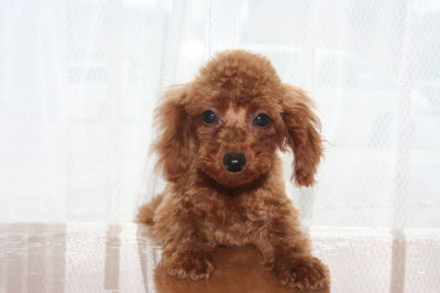 タイニーサイズ☆トイプードルアプリコットの子犬メス、生後3ヶ月半画像