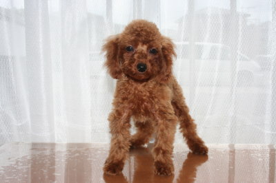 タイニーサイズ☆トイプードルアプリコットの子犬メス、生後3ヶ月半画像