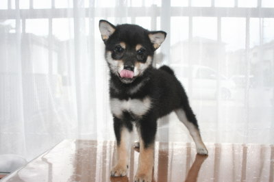 柴犬の黒色の子犬オス、生後2ヶ月半画像