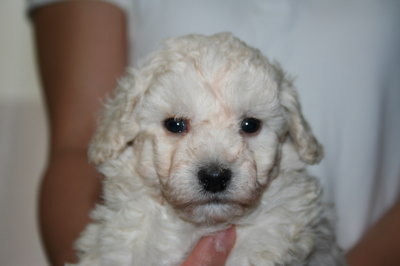 トイプードルホワイト(白色)の子犬オス、生後5週間画像