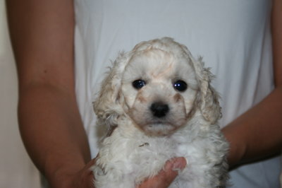 トイプードルホワイト(白色)の子犬メス、生後5週間画像
