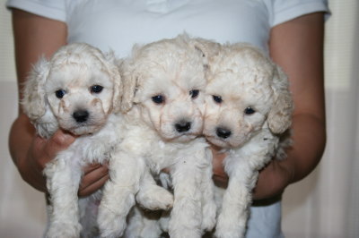 トイプードルホワイト(白色)の子犬オス1頭メス2頭、生後5週間画像