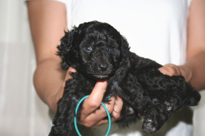 トイプードルシルバー(グレー)の子犬オス、生後4週間画像