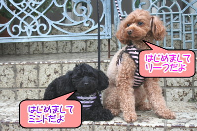 トイプードルレッド成犬メスとブラック成犬メス画像