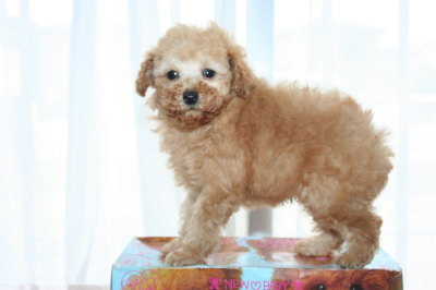 トイプードルアプリコットの子犬オス、生後7週間画像