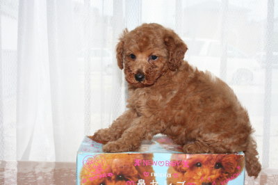 トイプードルレッドの子犬オス、生後7週間画像