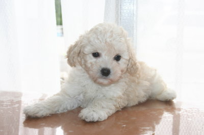 トイプードルホワイト(白色)の子犬メス、生後6週間画像