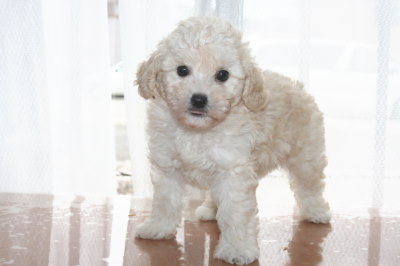 トイプードルホワイト(白色)の子犬メス、生後6週間画像