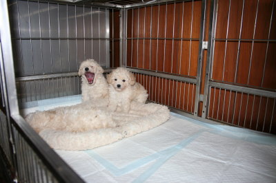トイプードルホワイト(白色)の子犬オス1頭メス2頭、生後6週間画像