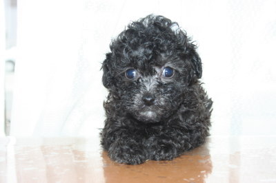 トイプードルシルバー(グレー)の子犬メス、生後6週間画像