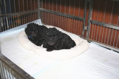 トイプードルシルバー(グレー)の子犬オス2頭、生後5週間画像