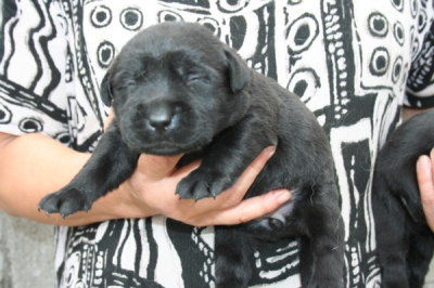 ラブラドールブラック(黒ラブ)の子犬メス、生後2週間画像