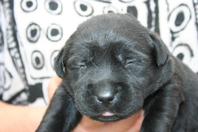 ラブラドールブラック(黒ラブ)の子犬メス、生後2週間画像