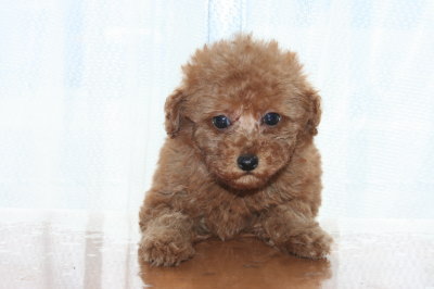 トイプードルレッドの子犬メス、生後7週間画像