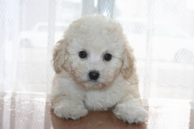 トイプードルホワイト(白色)の子犬メス、生後7週間画像