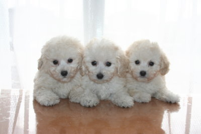 トイプードルホワイト(白色)の子犬オス1頭メス2頭、生後7週間画像