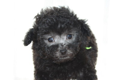 トイプードルシルバー(グレー)の子犬オス、生後7週間画像