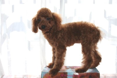 ティーカッププードルレッドの子犬メス、生後４ヶ月画像