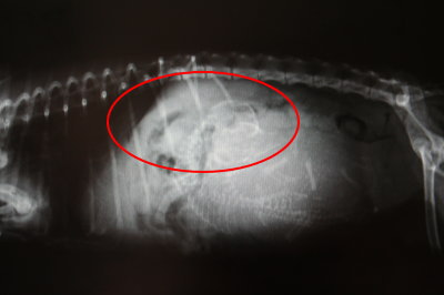 トイプードルホワイト(白色)妊娠犬のレントゲン写真
