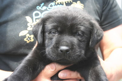 黒ラブ(ラブラドールブラック)の子犬メス、生後1ヶ月画像