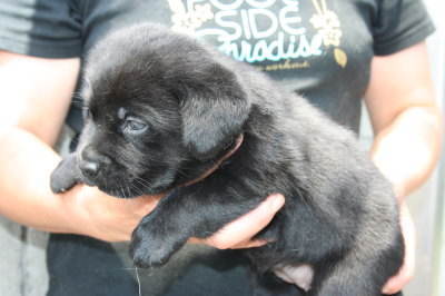 黒ラブ(ラブラドールブラック)の子犬メス、生後1ヶ月画像
