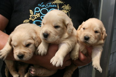 ゴールデンレトリバーの子犬オス2頭メス1頭、生後20日画像