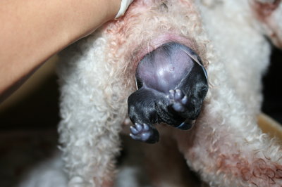 小さいトイプードルホワイト(白色)犬の出産(お産)画像