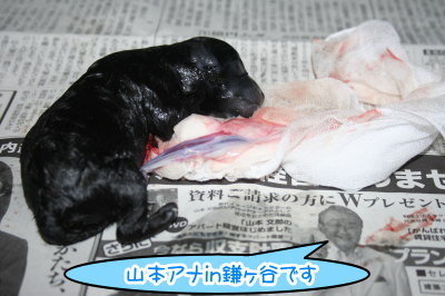 小さいトイプードルホワイト(白色)犬の出産(お産)画像