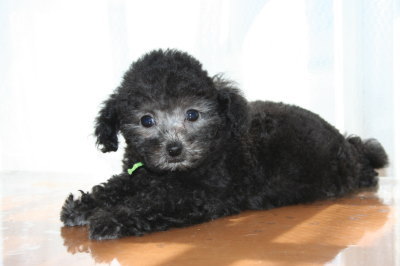 トイプードルシルバー(グレー)の子犬オス、生後2ヶ月画像