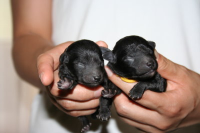 トイプードルシルバー(グレー)の子犬メス2頭、生後1週間画像