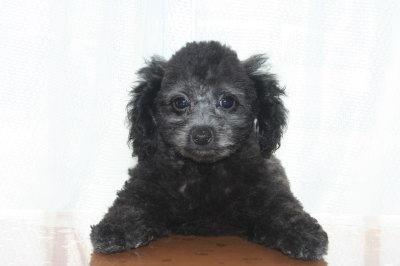 トイプードルシルバー(グレー)の子犬オス、生後２ヶ月画像