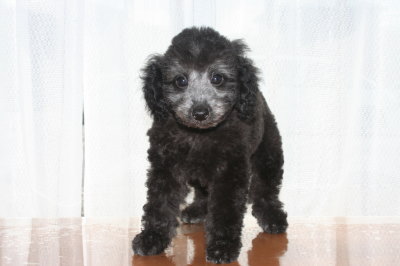 トイプードルシルバー(グレー)の子犬オス、生後２ヶ月画像