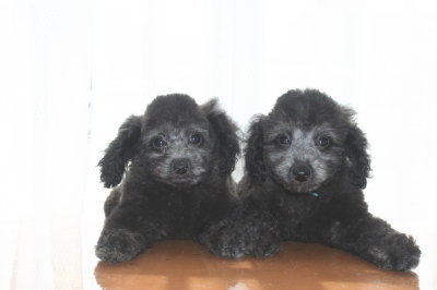 トイプードルシルバー(グレー)の子犬オス２頭、生後２ヶ月画像