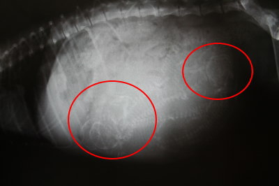 トイプードルレッド妊娠犬のレントゲン画像