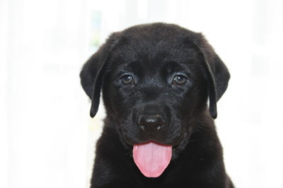 ラブラドールブラック(黒ラブ)の子犬メス、生後45日画像