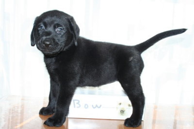ラブラドールブラック(黒ラブ)の子犬メス、生後45日画像
