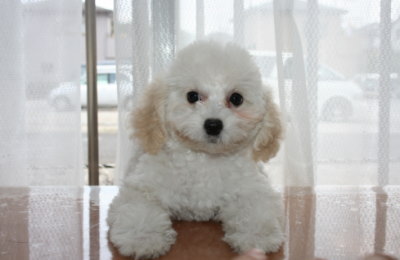 トイプードルホワイト(白色)の子犬メス、生後2ヶ月半画像