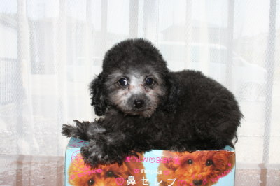トイプードルシルバー(グレー)の子犬メス、生後2ヶ月半画像
